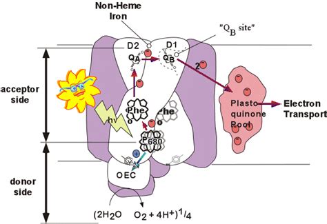 Photosynthesis - Definition and Examples - Biology Online Dictionary