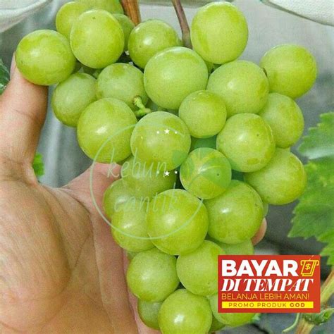 Jual Asli Ready Dan Murah Bibit Tanaman Buah Anggur Import Superior