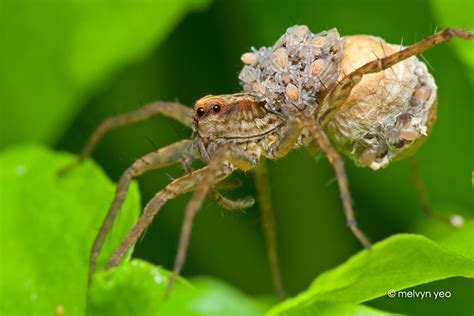 Hatching Wolf Spiderling By Melvynyeo On Deviantart