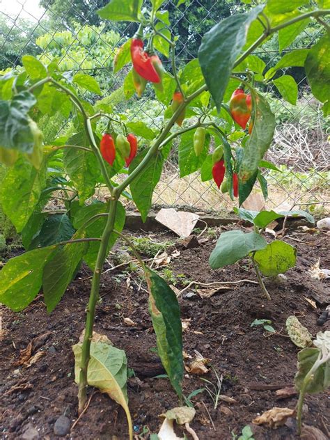 2024 Trinidad Pimento Pepper Seeds Etsy