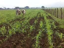 Abandono Del Campo Mexicano Noviembre