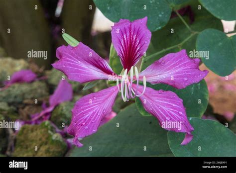 An Orchid Tree Flower Genus Bauhinia Near Samana Dominican Republic