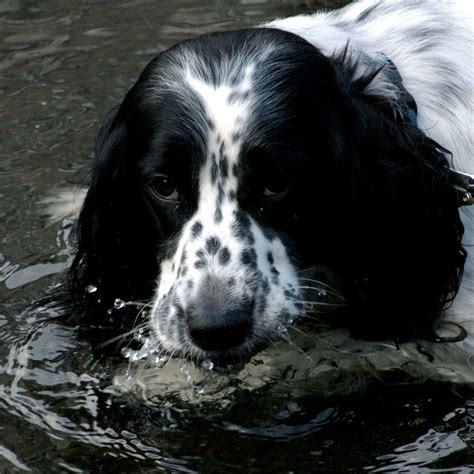 Dogs Info: English Setter Puppy