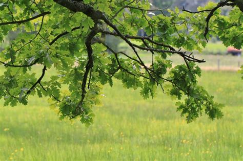 El Roble Características Cultivo Usos Y Aplicaciones Madera Árbol