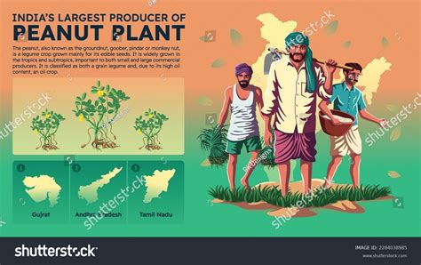 Visualizing Indias Largest Peanut Producing States Stock Vector