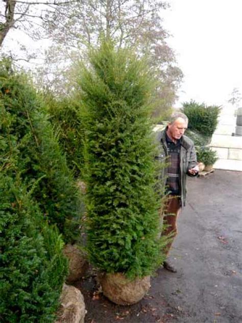 Taxus baccata Heimische Eibe 200 225 cm Solitär mit Drahtballierung