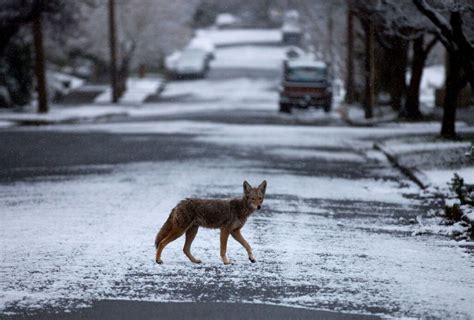 Coyotes Are Regularly Spotted Around Washington State Here Are Several