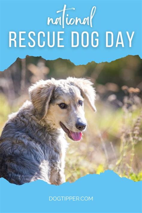 National Rescue Dog Day Celebrating Second Chances And Forever Homes