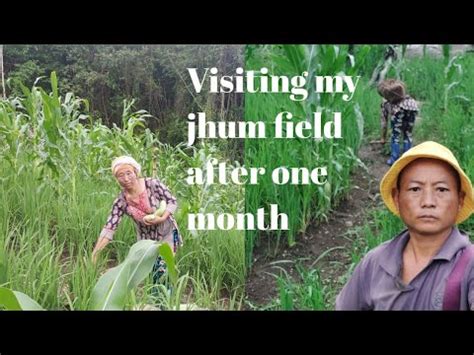 Visiting My Jhum Field After One Month Longi Vlogs YouTube