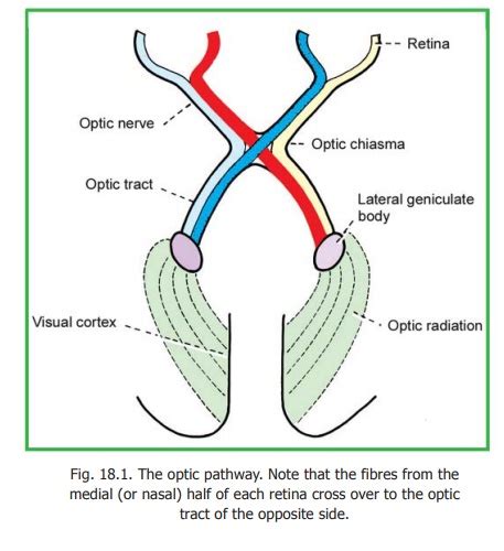 The Visual Pathway Of The Brain