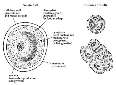 Algal Cell Walls