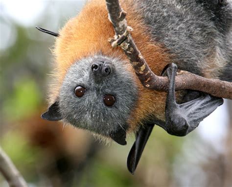 Grey Headed Flying Fox Facts, Diet, Habitat, Images, Video