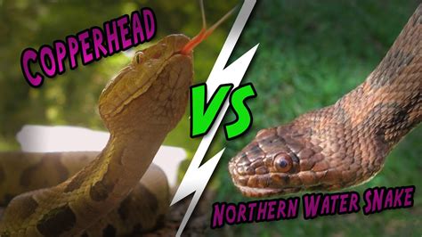 Catching Creation Copperhead Vs Water Snake Youtube