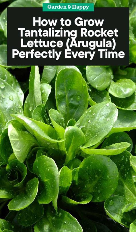 How to Grow Rocket Lettuce (Arugula) - Garden and Happy