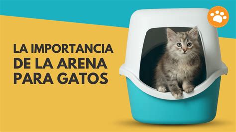 La Importancia De Usar Una Buena Arena Para Gatos Revista Petmi Para