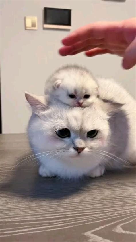 Cute Kitty Piggy Back Ride🐾😻 Gattini Piccoli Gattini Divertenti