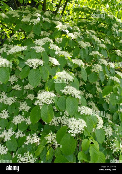 Giant Flowering Dogwood Tree Hi Res Stock Photography And Images Alamy