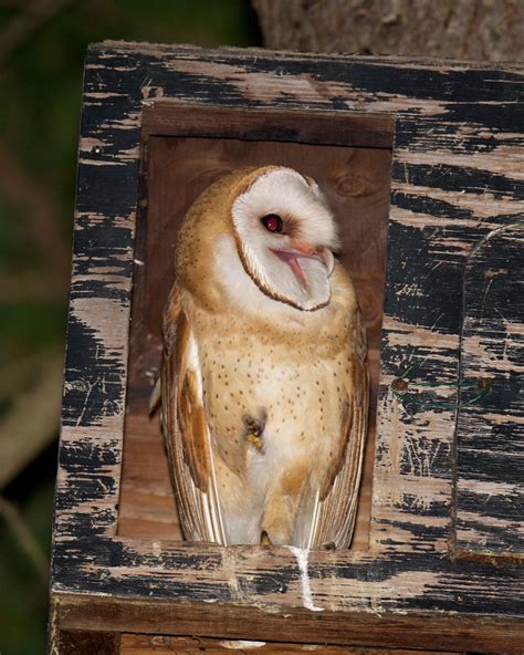 30 Hq Images Sound Of A Barn Owl Caring For Orphaned Barn Owls