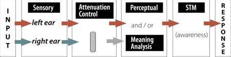 Chapter Attention Essentials Of Cognitive Psychology