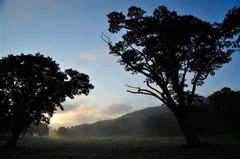 Free Images Landscape Tree Nature Forest Grass Horizon Branch