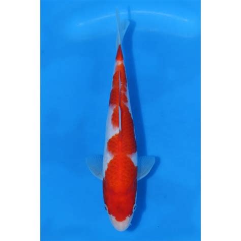 Dainichi Toyota Kohaku A Toy Koi From Queni Koi Ltd Uk