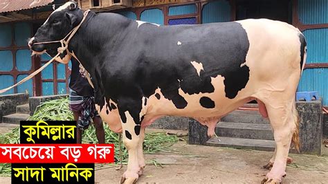 2024 ঈদে গাবতলী হাট কাপাবে কুমিল্লার সবচেয়ে বড় গরু সাদা মানিক ও কালো