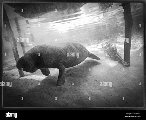 Manatee Trichechus Manatus Black And White Stock Photos And Images Alamy