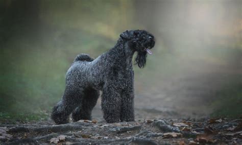 Kerry Blue Terrier im Rassenporträt mit Bildern und Infos