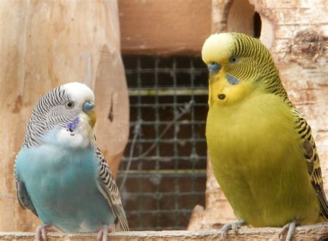 Fotos gratis naturaleza pájaro fauna silvestre pico periquito