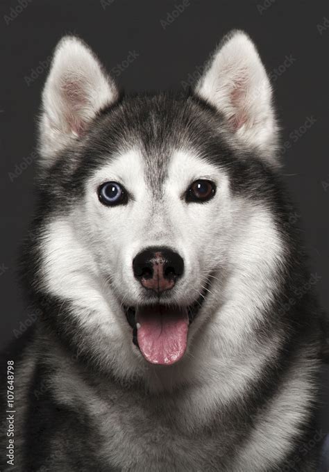 Beautiful Siberian Husky dog with blue and brown eyes, posing in studio on dark background Stock ...