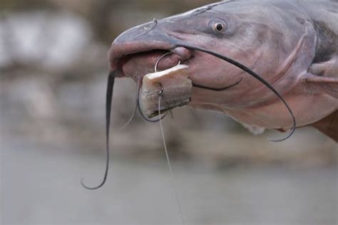 14 Best Catfish Bait - In-Fisherman | Catfish bait, Best catfish bait, Catfish