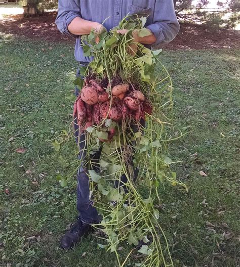 How To Make Sweet Potato Leaves Juice
