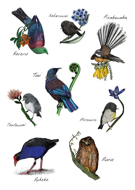 Birds Native To New Zealand Deals | dakora.com.co