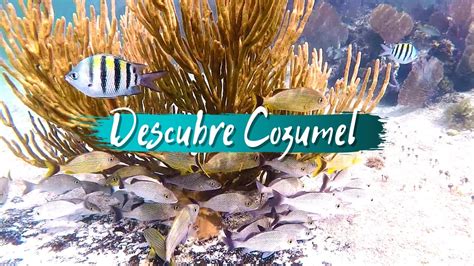 Que Encontramos Bajo El Agua En Cozumel Snorkel Peces Y Corales Y