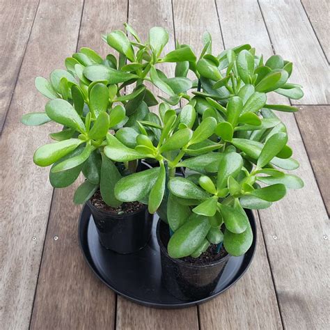 What Pot For Jade Plant At Edward Miller Blog