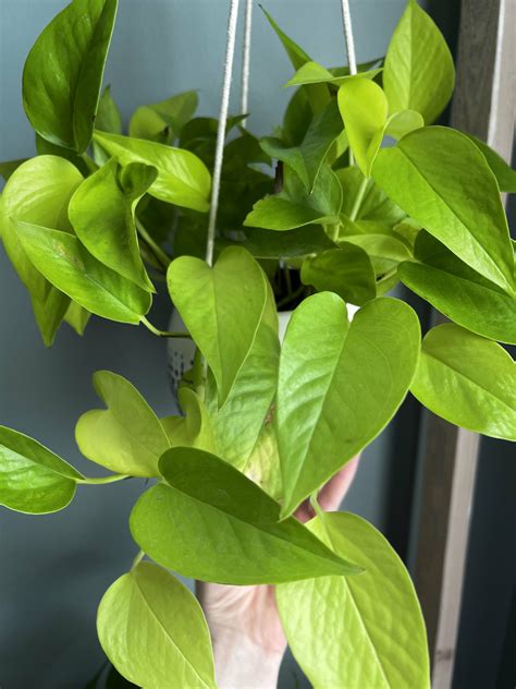 Golden Pothos Vs Neon Pothos Keep Your Plants Alive