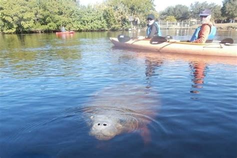 Naples Manatee Kayaking Tour | GAEA Guides