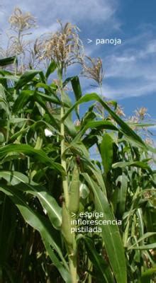 Zea Mays Ssp Mays Espiga Inflorescencia Pistilada