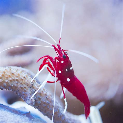 Blood Red Fire Shrimp Lysmata Debelius Clean Up Crew