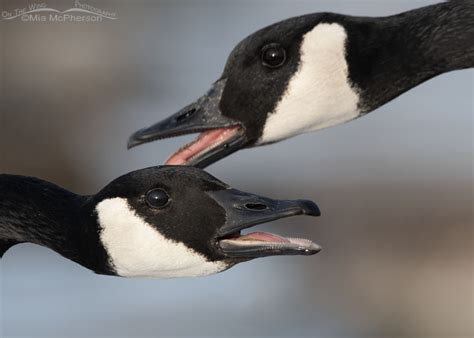 Canada Geese Honking Match - Mia McPherson's On The Wing Photography