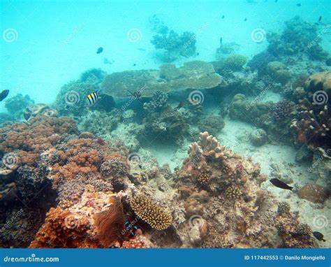 Snorkeling in zanzibar stock image. Image of sishes - 117442553