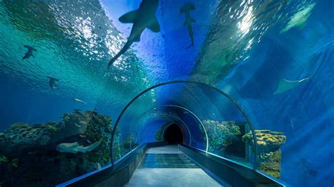 Dubai Aquarium and Underwater Zoo - Platinumlist.net