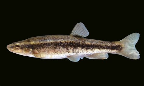 Western Blacknose Dace Photo Credit John Olson Flickr