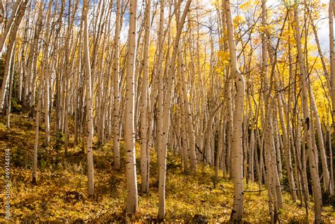 Aspen trees in sunlight Stock Photo | Adobe Stock