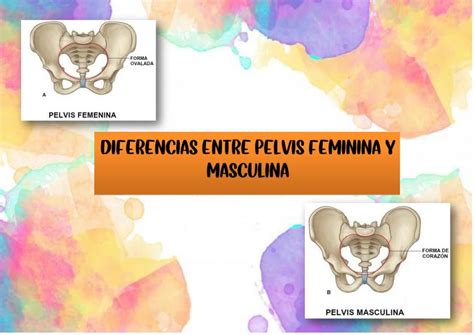 Diferencias Entre Pelvis Femenina Y Masculina Salud Anatom A Udocz