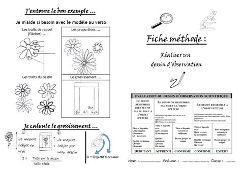 Le dessin dobservation Le boulot pédago de Ségo