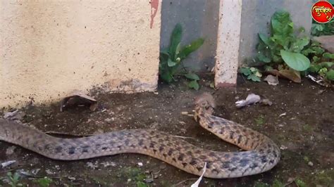 सबस गससल सप ढरय सप checkered keelback snake an