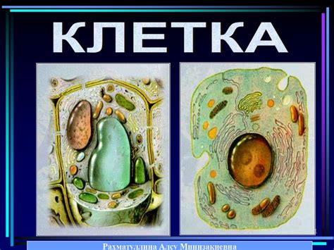 Клетка - презентация онлайн