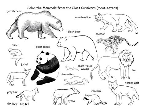 Carnivores Coloring Page Exploring Nature Educational Resource