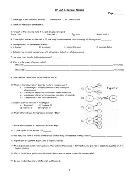 Meiosis Review Worksheet